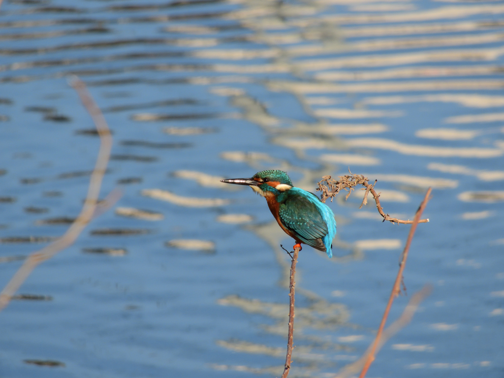 揺れる枝先にて