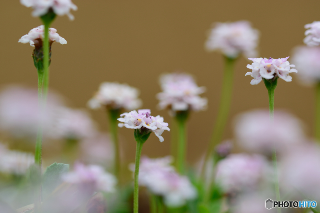 カーペット・グラス?