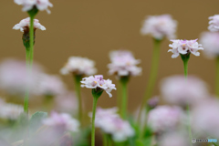 カーペット・グラス?