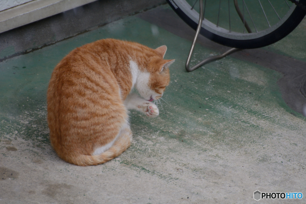 雪ってつめたいニャン