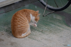 雪ってつめたいニャン