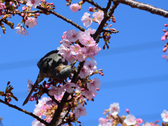 桜ヒヨ