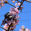 桜ヒヨ
