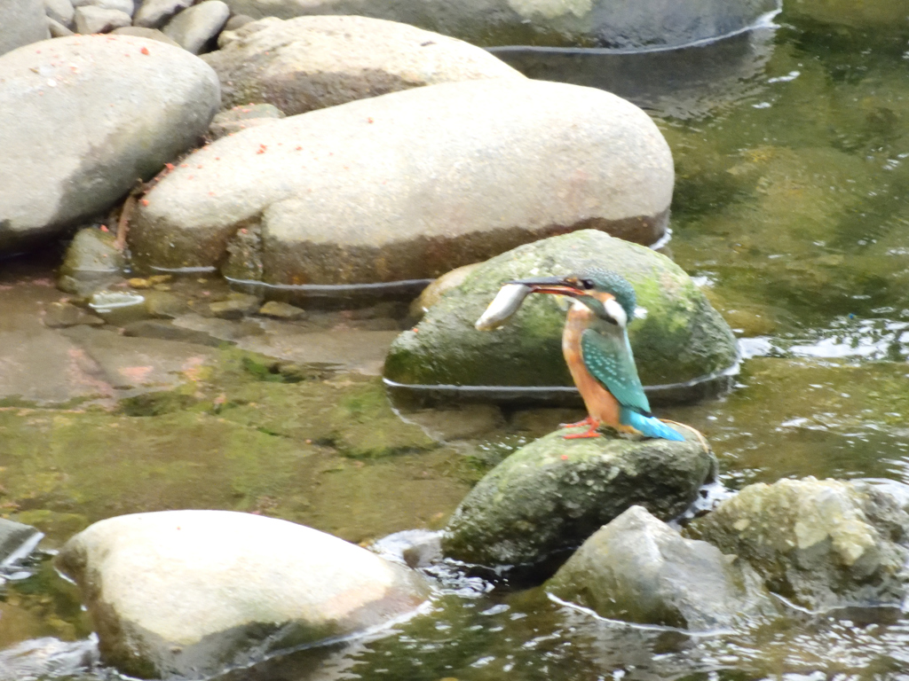 釣り人のおかげです