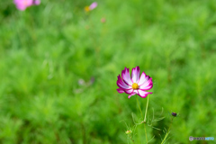 コスモス咲いた