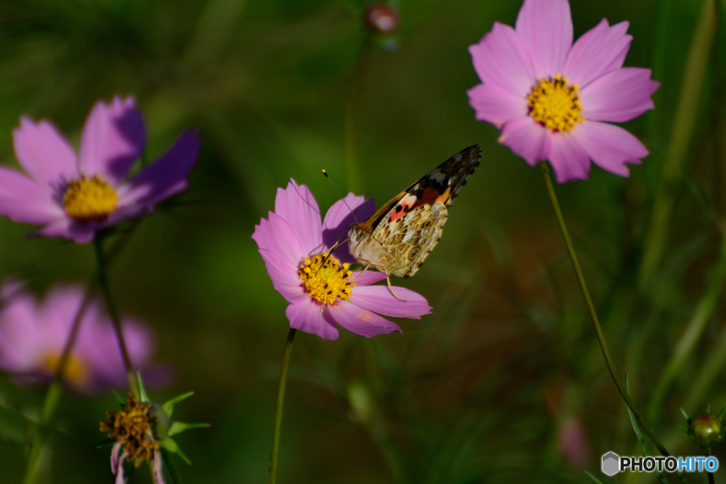 小夏日和の朝に