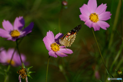 小夏日和の朝に