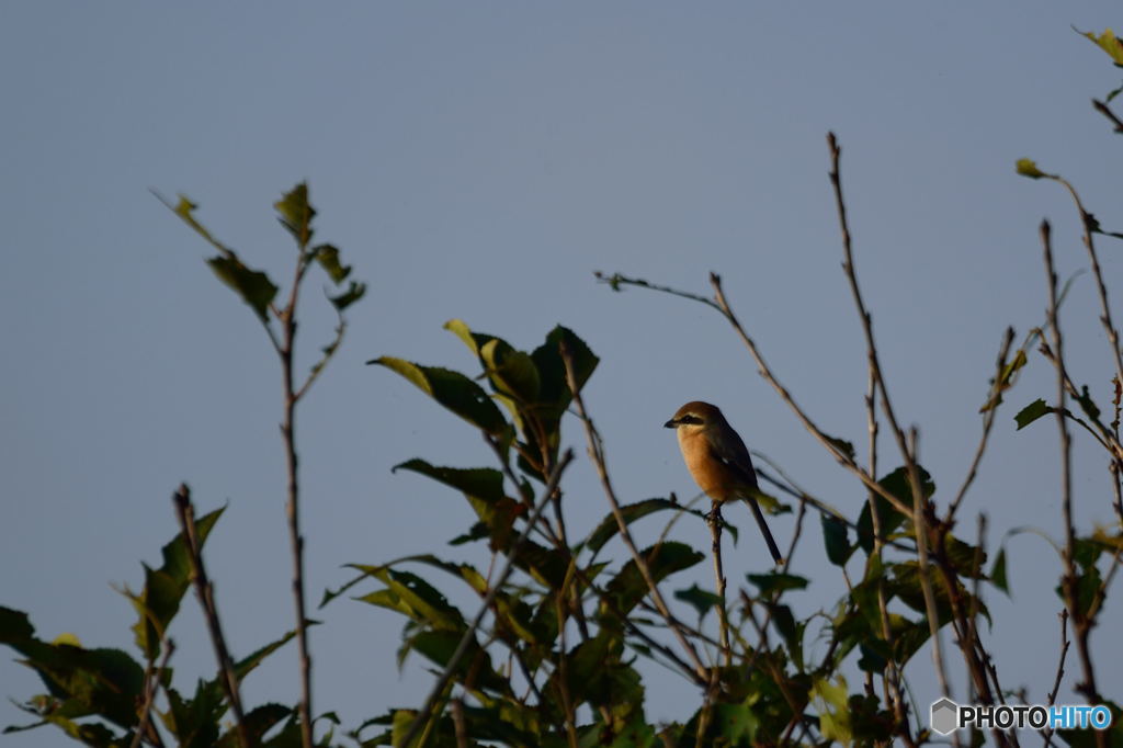 山から百舌鳥が下りてきた