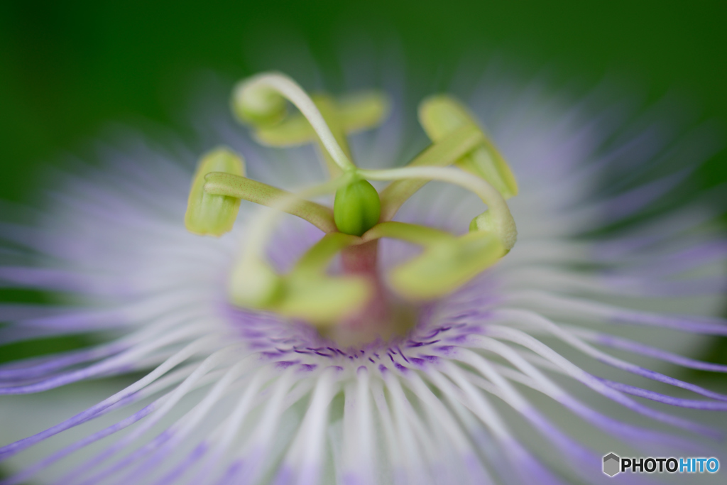 ふたたびの時計草