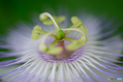 ふたたびの時計草