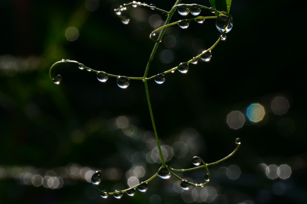 水玉