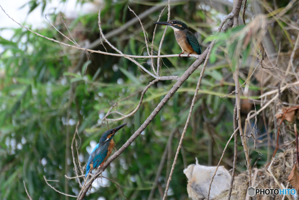 もうすぐ巣立ちかな