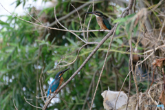 もうすぐ巣立ちかな