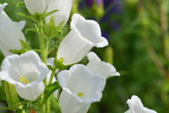 カンパニュラ_白