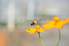 オオスカシバガ