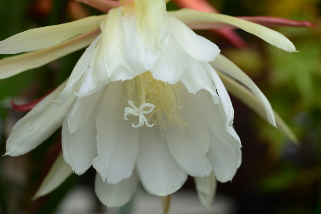 クジャクサボテン_白