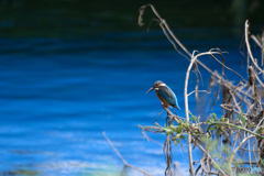 ブルー＆ブルー