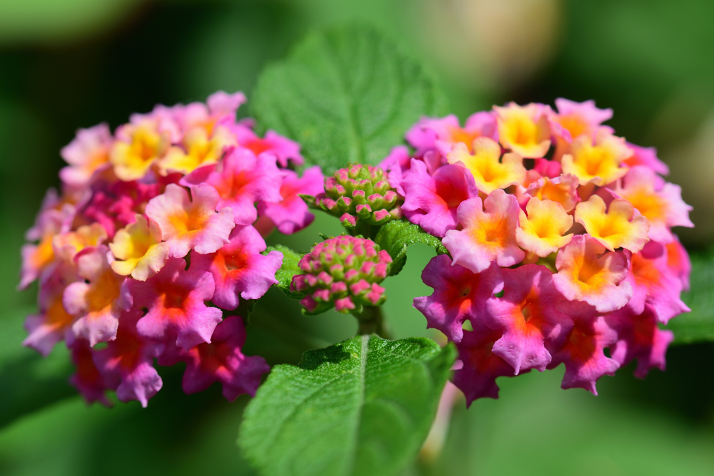 ほぼシンメトリ