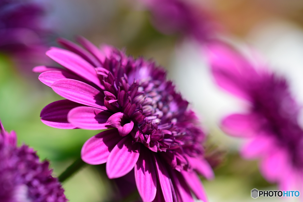 ダブルオステオスペルマム・ダークロゼ