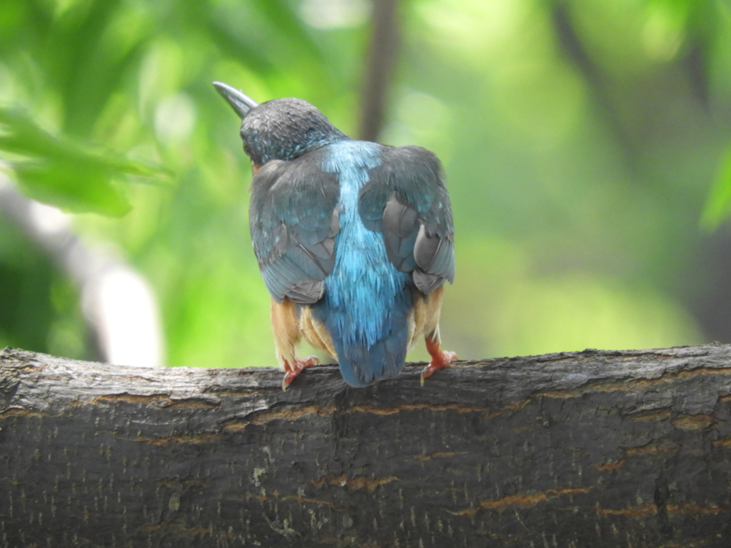 お尻の大きな女の子