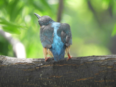 お尻の大きな女の子