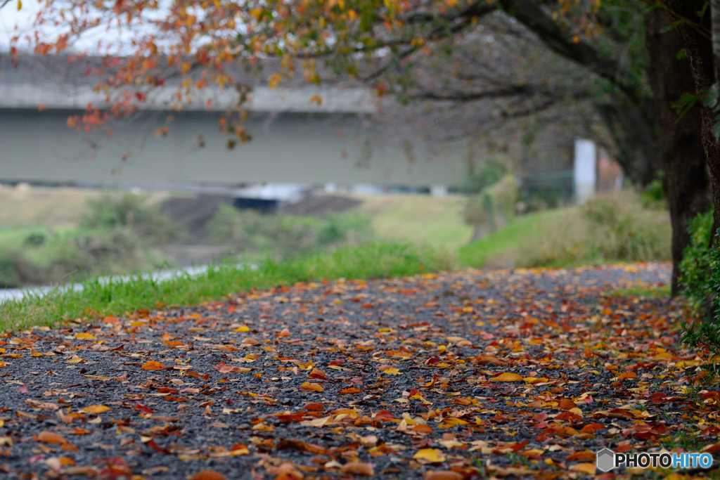 落ち葉の散歩道