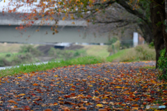 落ち葉の散歩道