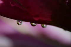 花びらと雨粒