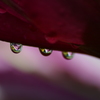 花びらと雨粒