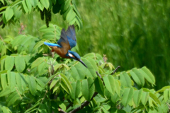 カワ三昧_何回目のダイブだろう