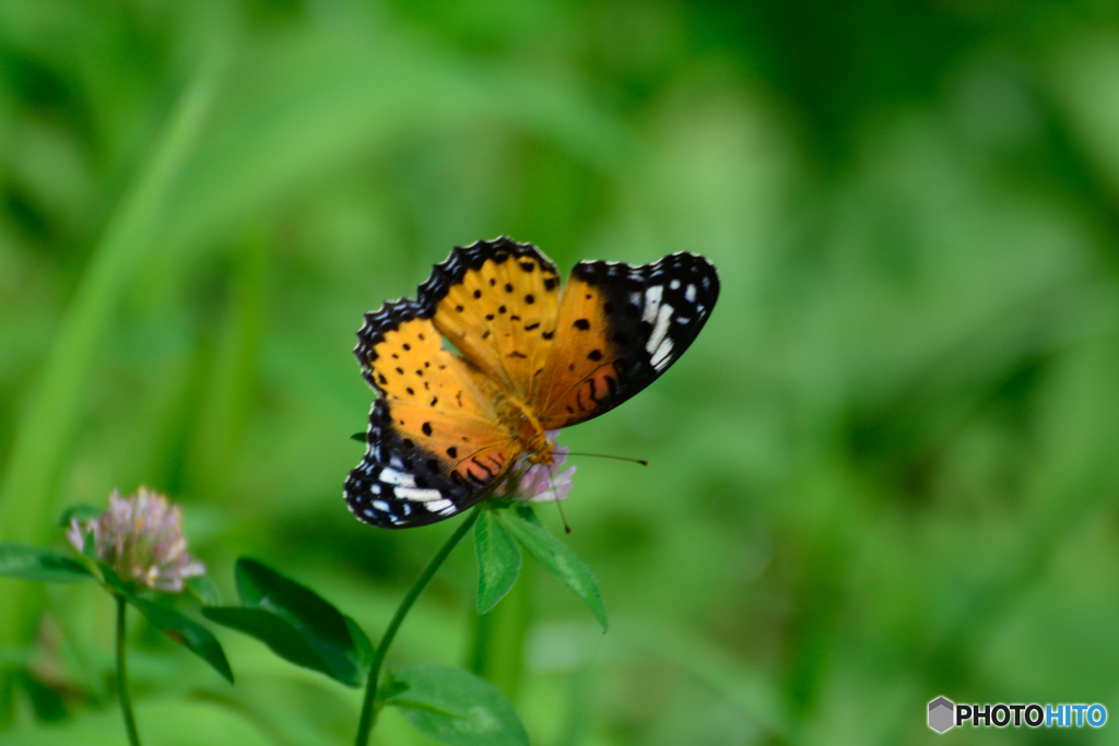ツマグロヒョウモン