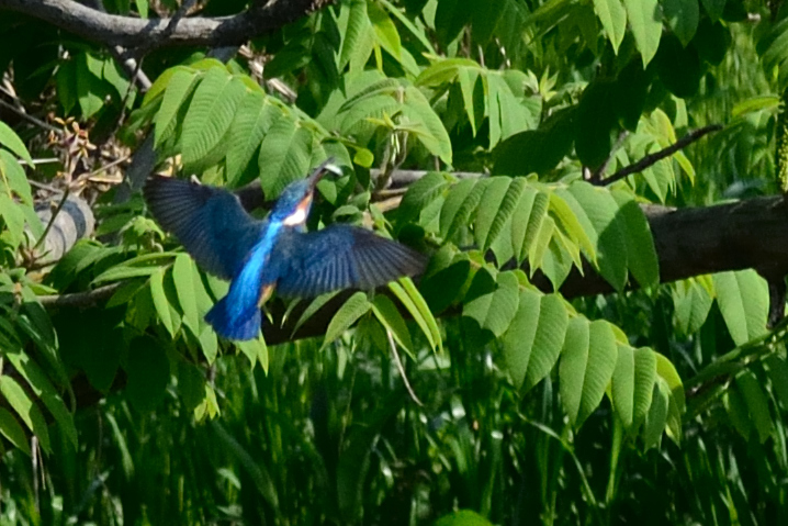 カワ三昧_おさかな咥えてどこ行くの