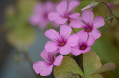 小さな花