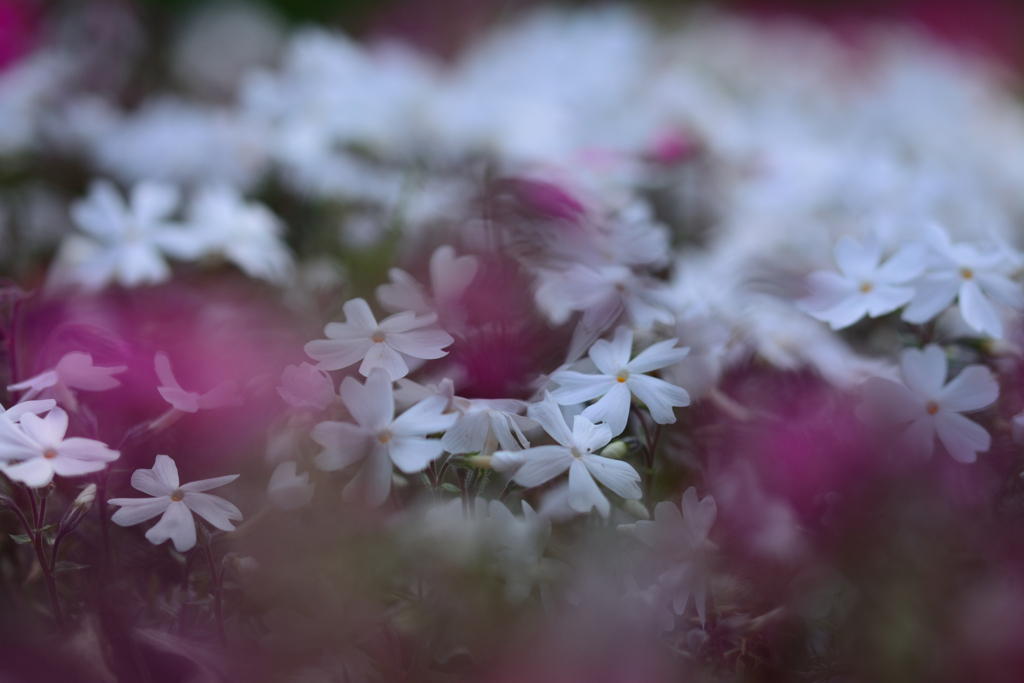 芝桜