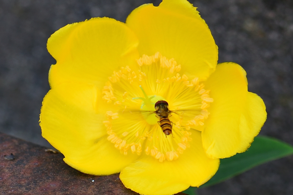 大輪キンシバイとハナアブ