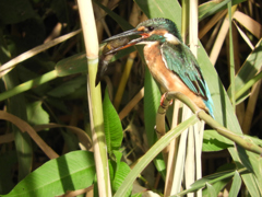 見つめないで、食べづらいから