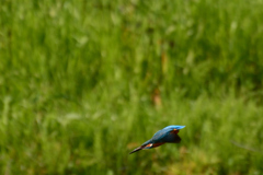 カワ三昧_獲物めがけて