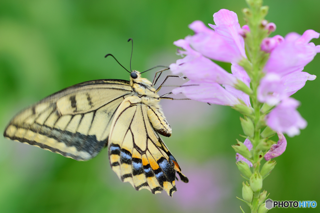 束の間の日差しの中で