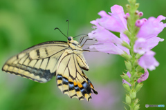 束の間の日差しの中で