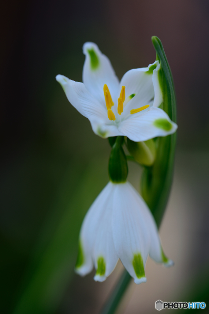 スノーフレーク