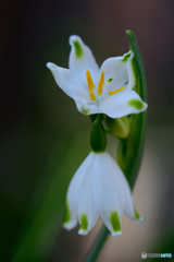 スノーフレーク