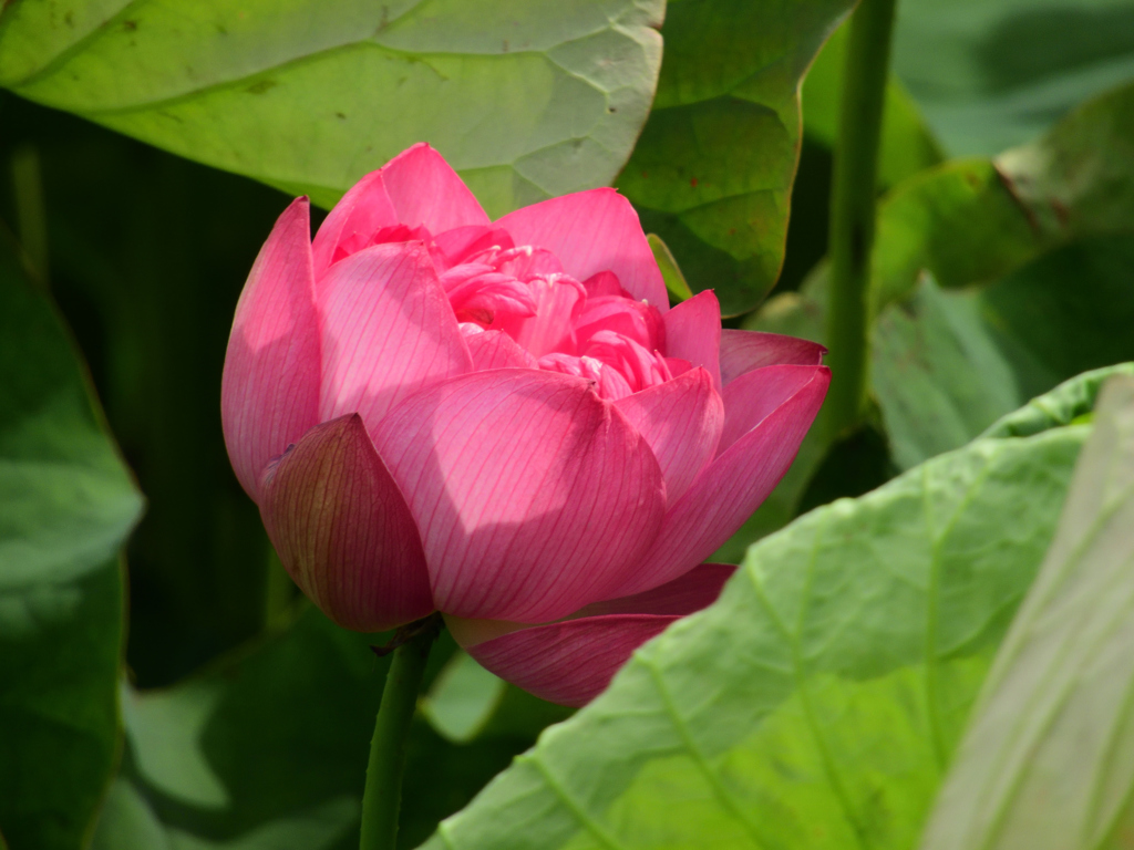 開花宣言