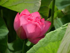 開花宣言