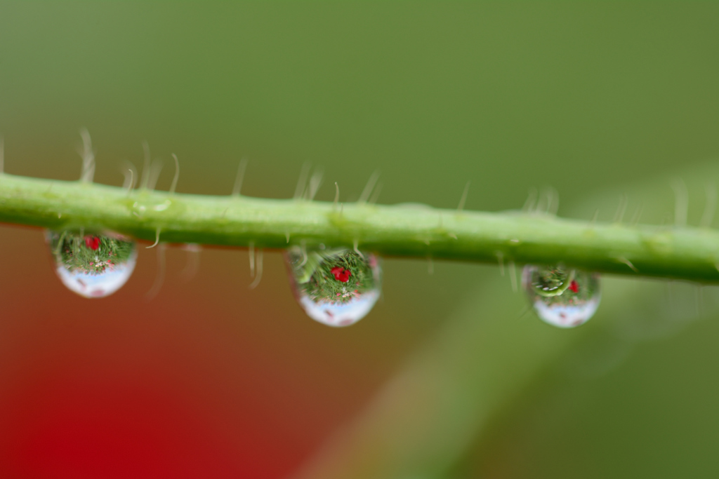 雨上がりのポピー畑