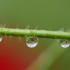 雨上がりのポピー畑