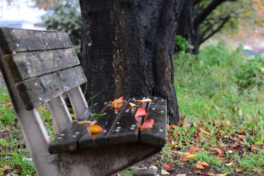 落ち葉もソーシャルディスタンス