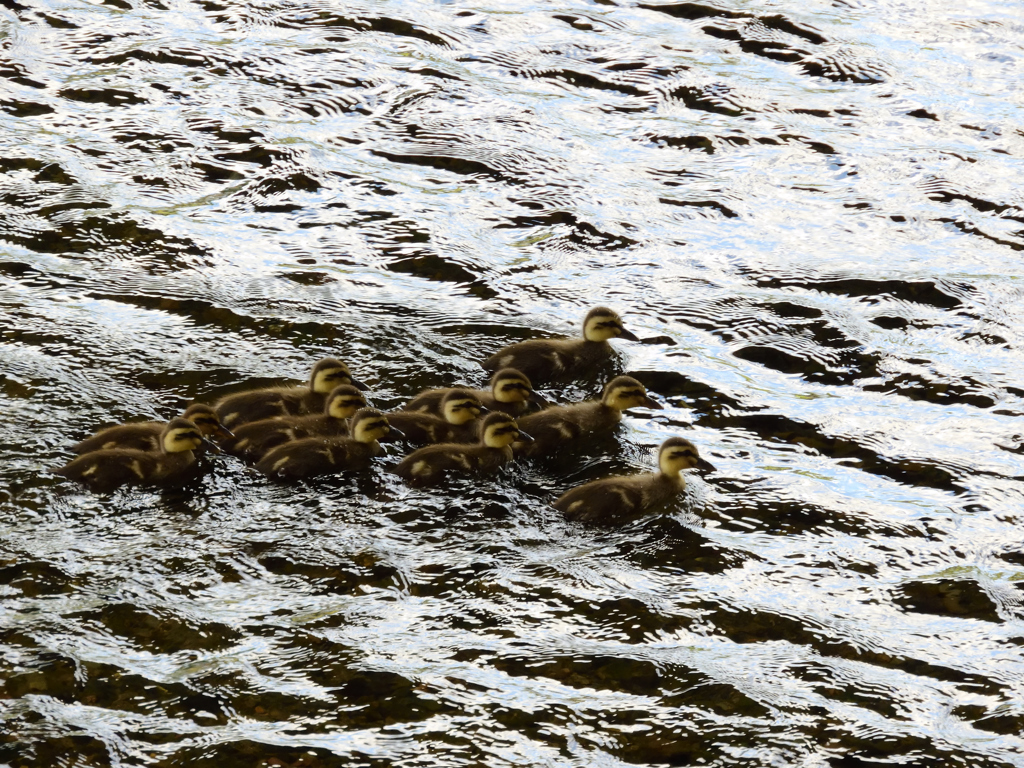 おいてかないで