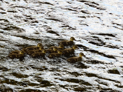 おいてかないで