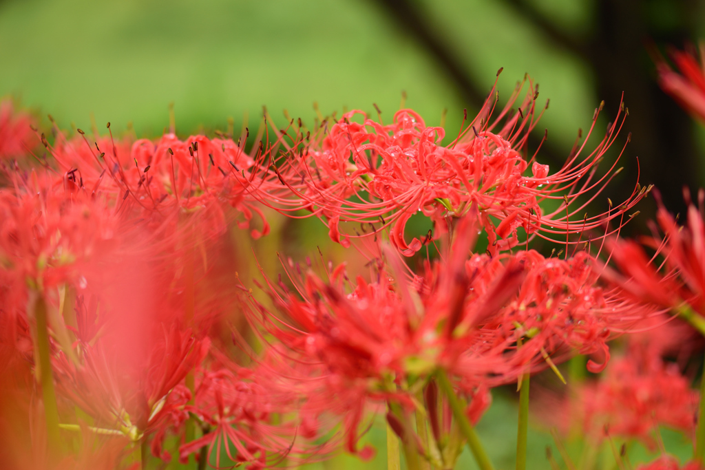 彼岸花_２