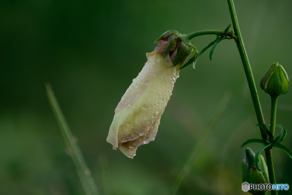 咲くの止めようかな
